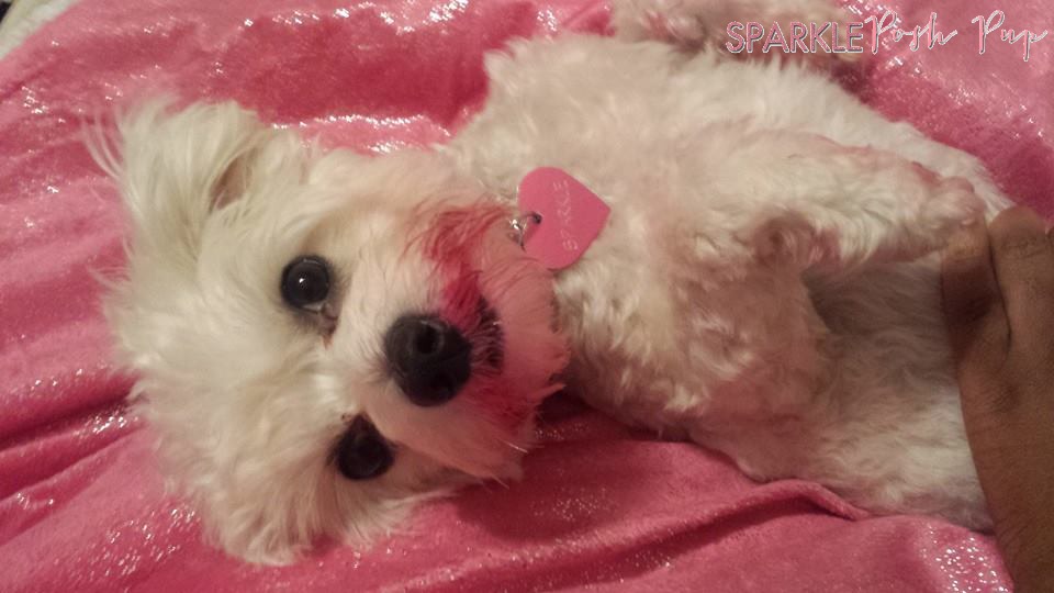 Sparkle Houston Dog Blogger