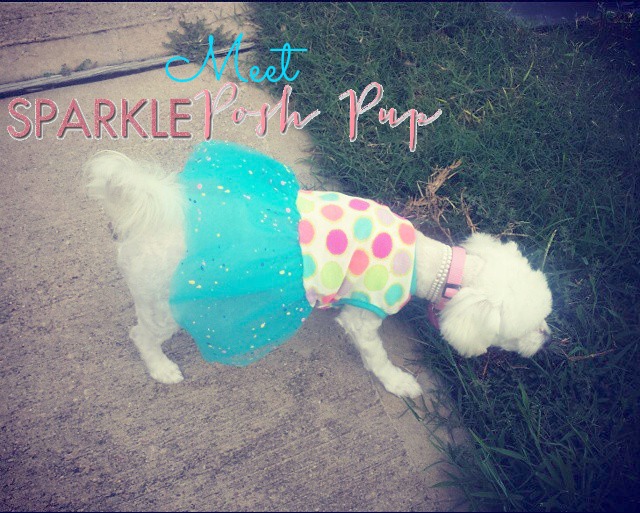 Meet Sparkle Posh Pup, Dog Blogger
