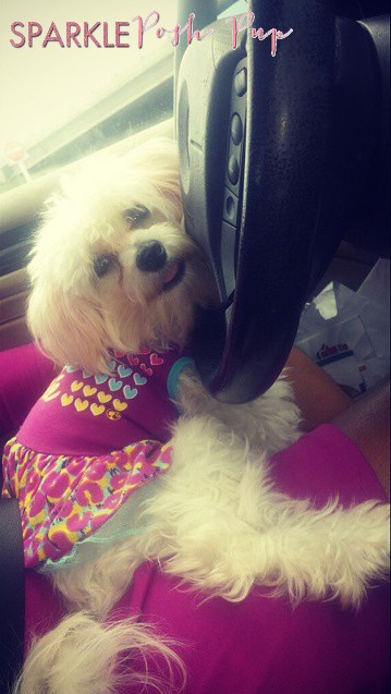 sparkle riding in car