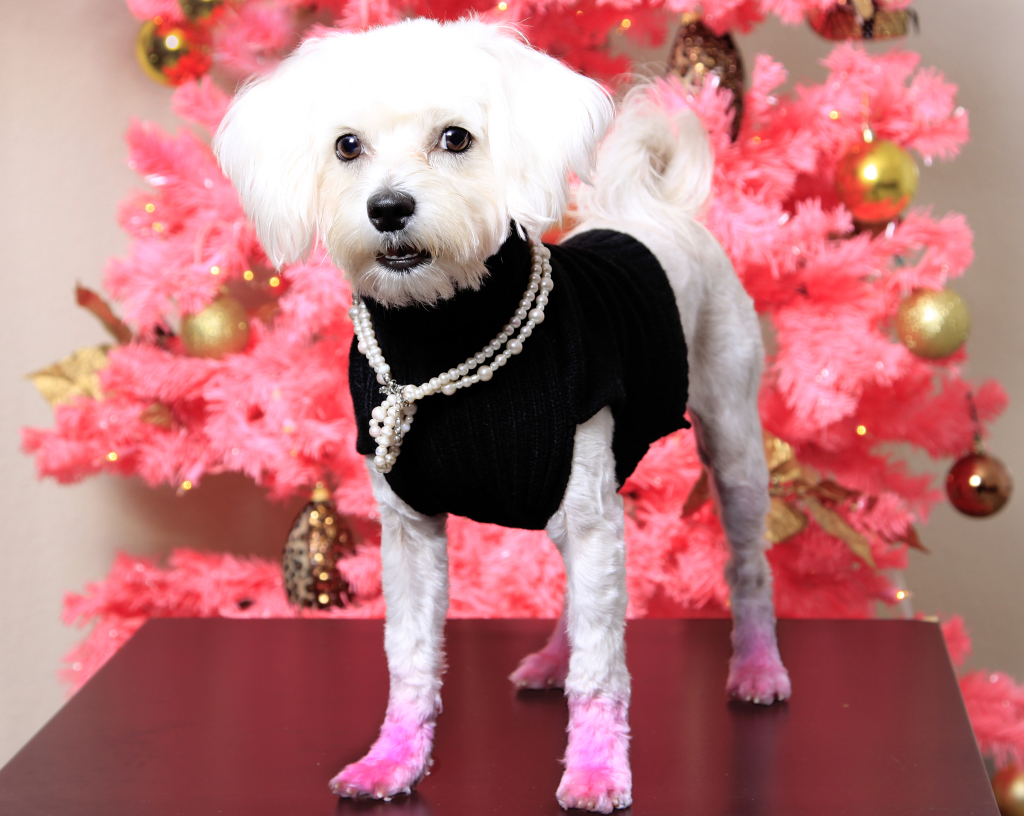 Dog-Christmas-Photo-Idea