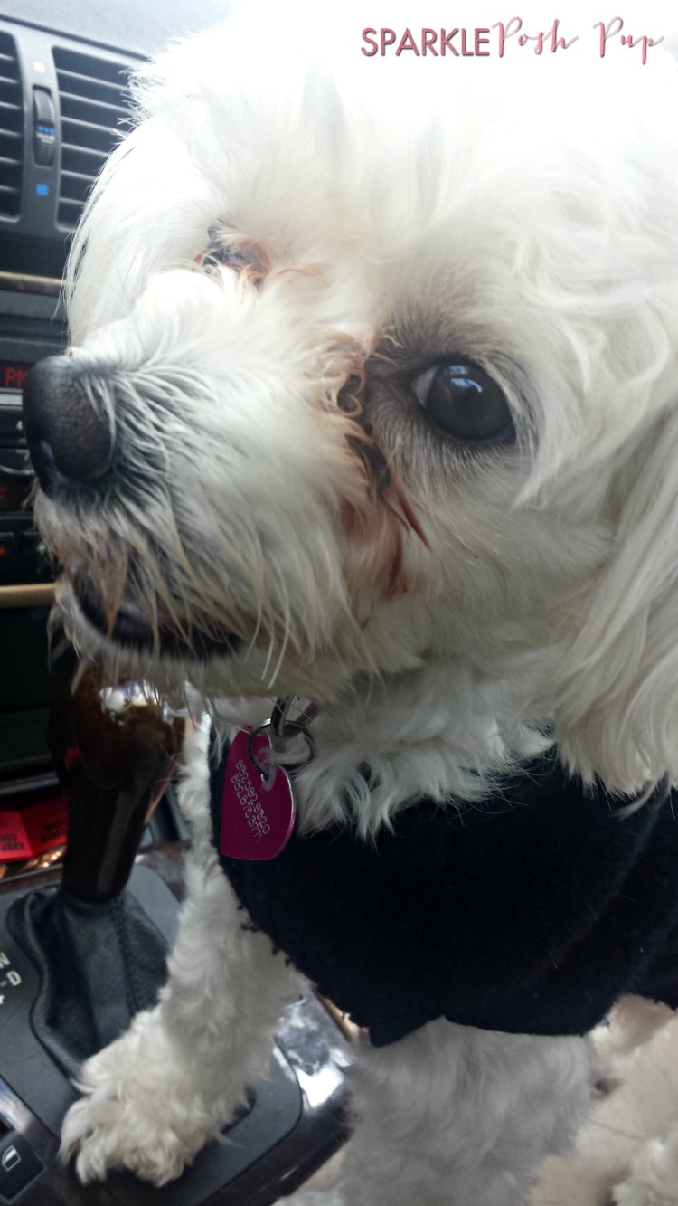 Sparkle-Posh-Pup-Houston-Dog-Blogger
