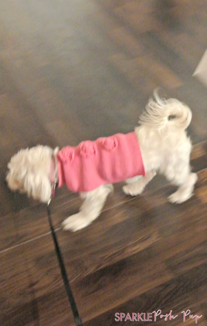Sparkle-Posj-Pup